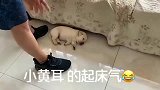 小奶狗的起床气, 诠释什么是奶凶奶凶的, 心都萌化了