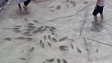 饭店吃饭免费抓鱼，能抓到几条就送几条，我看小伙子捉鱼不是目的