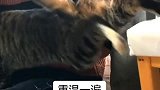 狸花猫：哈哈哈，有些椅子，蹬着蹬着就没了