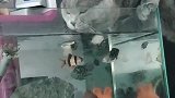 猫：这鱼缸里面的汤就是好喝！