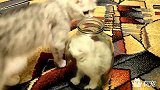 小奶猫钻进瓶子里，你以为你是地鼠啊