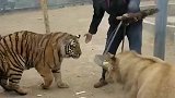 新来的老师傅就是猛啊，直接冲进老虎群，看来又要多买份保险了！