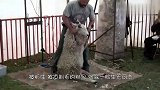 公羊被强行剃毛,拦住主人的去路：把我的羊毛还我,我就放你一马