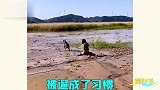 遛狗翻车大赏，遛次狗差点搭上半条命