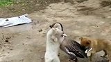 两只土狗大战大白鹅，锁喉这一招，你是跟谁学的