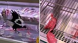 澳大利亚一只喜鹊在超市偷吃牛排 网友调侃“怪不得没肉可买”