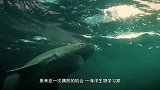 连阎王也收不走的鲨鱼，从明朝活到现在，已活过几个世纪