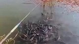 这么多鱼居然没有咬钩的