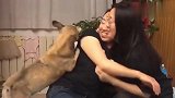 狗狗跟小主人争宠，狗狗满脸妒忌，主人立马安慰狗狗，太逗了！