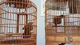 画眉鸟叫声：2只画眉鸟对唱，揭开笼衣才开始唱