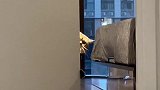 猫咪的报复心能有多强动物图鉴