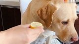 狗狗不喜欢柠檬，主人拿柠檬逗它，瞧把它吓的