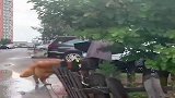 男人遛狗VS女人遛狗，差距也太大了！网友：太真实了