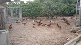 小猴子看上了给母鸡准备的午饭：我就尝一口