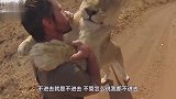 狮子死活不进笼子，饲养员生气踢狮子屁股一脚！狮子慢慢转过了头