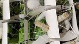 蚕丝是如何制作的，实拍蚕宝宝从吐丝结茧，再到人工抽丝全过程