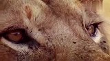 被雄狮看中的猎物，会逃走吗？