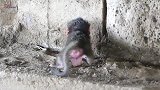 猴妈狠心抛弃新生猴儿，猴儿没有牛奶饿得颤抖，狂哭不止！