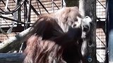 46岁红毛猩猩背书包式戴口罩 戴完后还“邪魅一笑”
