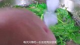 给宝宝补脑，别只知道吃核桃，这几种食物要多吃，比钙片强多了