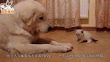 公司收养一只流浪猫后，门口每天出现一笔钱，从哪来的