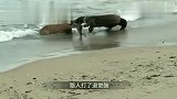 狗狗野外碰上巨蜥,上去就一口,结果只闻一声惨叫！