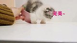 小奶猫的猫窝是个杯子！猫咪：主人来帮帮我，出不来了！
