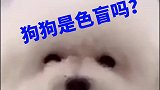 狗的眼里只有黑白两色是吗？