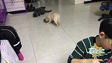 狗狗患有严重肺炎，经过及时救助得以存活，终被爱心夫妻领养回家