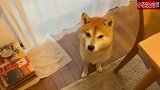 柴犬想吃饭，自己就把饭碗叼过来了，还知道放在地毯上！