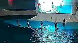 旅游-青岛极地海洋世界海豚表演
