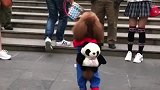 成精了的小泰迪