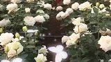 待到玫瑰烂漫时，她在玫瑰丛中笑