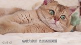 当着猫的面吹泡泡，结果猫把自己团成了一个球