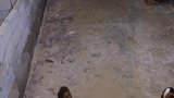 一跨进养猪场的大门，我就看见一间间猪圈里养着一只只大肥猪