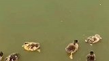 草鱼还有这种食物链？原来草鱼不光吃草，一口吃掉一个小鸭子！