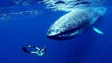 奇妙！斯里兰卡蓝鲸体长竟达30米，摄像师：这辈子没见过这么大