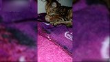 大猫把小猫护在怀里，不停地舔着，真是可爱！