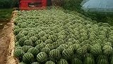 西瓜丰收季，这一车品相好超甜瓜卖个十万不成问题