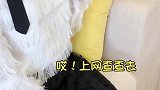 其实辛巴的呼噜声才是最大的