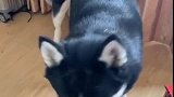 二哈：空调吹多了，有点感冒！