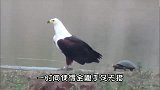 金雕捕杀缩头乌龟，不料龟壳太硬，看看金是怎么做的