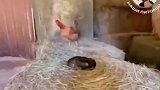 猫咪占据鸡窝帮忙孵小鸡，自己孵出来的小鸡吃着放心