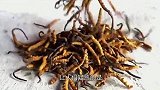 “冬虫夏草”到底是虫？还是草？看完你就明白了！