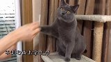 猫咪为了猫粮学习击掌，最后总感觉主人被它骗了
