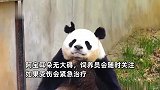 熊猫阿宝耳朵被七仔咬成V形？动物园方：无大碍，繁殖期比较激动