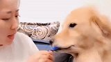 看到金毛吃巧克力，南北方妈妈的区别，大壮：我想换个妈