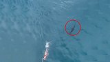 惊险！澳大利亚男子海中游泳，被鲨鱼尾随竟浑然不知