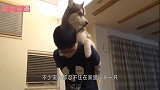 二哈拉雪橇时想拉粑粑，结果屁股一抬，主人就笑成神经病了