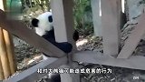 男子向大熊猫室外活动场内投掷苹果，被终身禁止入园